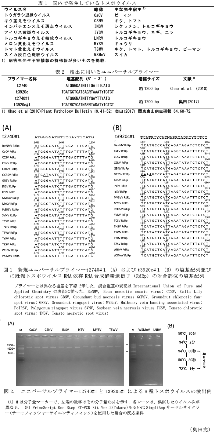 表1 国内で発生しているトスポウイルス;表2 検出に用いるユニバーサルプライマー;図1 新規ユニバーサルプライマーt2740#1(A)およびt3920c#1(B)の塩基配列並びに既報トスポウイルスRNA依存RNA合成酵素遺伝子(RdRp)の対合部位の塩基配列;図2 ユニバーサルプライマーt2740#1とt3920c#1による8種トスポウイルスの検出例