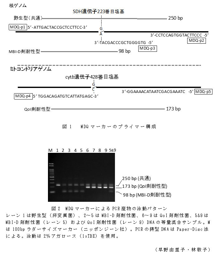 図1  MDQマーカーのプライマー構成;図2 MDQマーカーによるPCR産物の泳動パターン