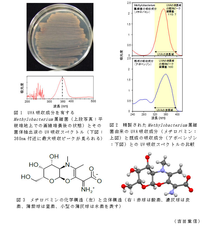 図1 UVA吸収成分を有するMethylobacterium属細菌(上段写真:平板培地上での画線培養後の状態)とその菌体抽出液のUV吸収スペクトル(下図:360nm付近に最大吸収ピークが見られる);図2 精製されたMethylobacterium属細菌由来のUVA吸収成分(メチロバミン:上図)と既成の吸収成分(アボベンゾン:下図)とのUV吸収スペクトルの比較;図3 メチロバミンの化学構造(左)と立体構造(右:赤球は酸素、濃灰球は炭素、薄紫球は窒素、小型の薄灰球は水素を表す)