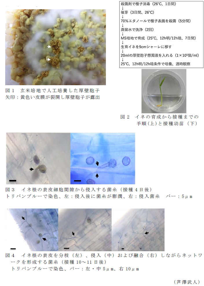 図1 玄米培地で人工培養した厚壁胞子 矢印:黄色い皮膜が裂開し厚壁胞子が露出;図2 イネの育成から接種までの手順(上)と接種幼苗(下);図3 イネ根の表皮細胞間隙から侵入する菌糸(接種4日後);図4 イネ根の表皮を分枝(左)、侵入(中)および融合(右)しながらネットワークを形成する菌糸(接種10～11日後)