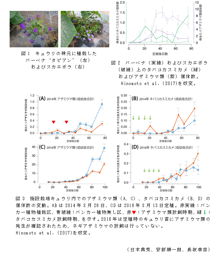 図1 キュウリの株元に植栽した バーベナ'タピアン'(左) およびスカエボラ(右);図2 バーベナ(実線)およびスカエボラ(破線)上のタバコカスミカメ(緑)
およびアザミウマ類(紫)個体数;図3 施設栽培キュウリ内でのアザミウマ類(A、C)、タバコカスミカメ(B、D)の個体数の変動。