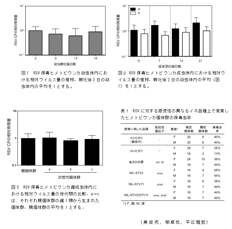 図1 RSV保毒ヒメトビウンカ幼虫体内における相対ウイルス量の推移.孵化後2日の幼虫体内の平均を1とする。;図2 RSV保毒ヒメトビウンカ成虫体内における相対ウイルス量の推移.孵化後2日の幼虫体内の平均(図1)を1とする。;図3 RSV保毒ヒメトビウンカ雌成虫体内における相対ウイルス量の世代間の比較. a～cは、それぞれ親個体群の雌1頭から生まれた個体群.親個体群の平均を1とする.;表1 RSVに対する感受性の異なるイネ品種上で発育したヒメトビウンカ個体群の保毒虫率