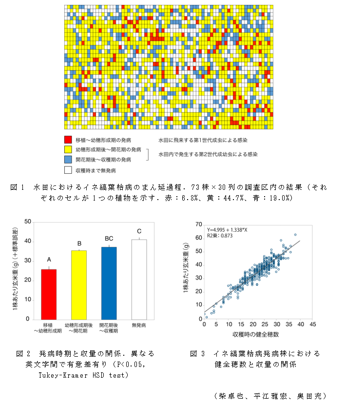 図1 水田におけるイネ縞葉枯病のまん延過程.73株×30列の調査区内の結果;図2 発病時期と収量の関係.異なる英文字間で有意差有り;図3 イネ縞葉枯病発病株における健全穂数と収量の関係;