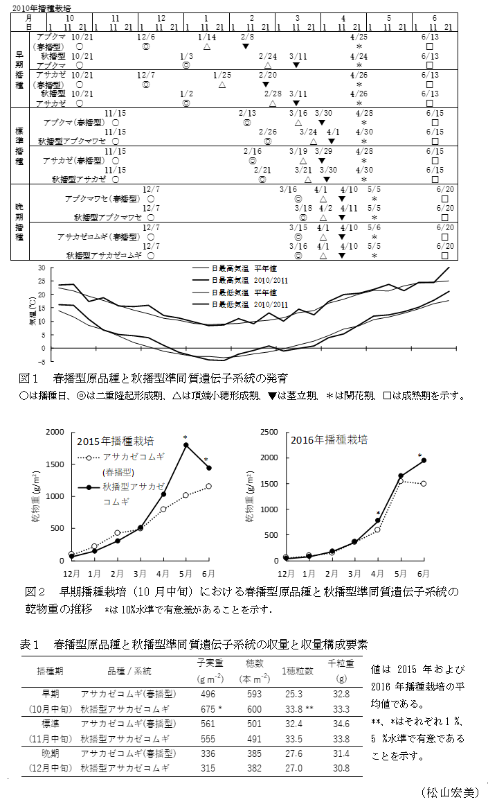 図1 春播型原品種と秋播型準同質遺伝子系統の発育,図2 早期播種栽培(10月中旬)における春播型原品種と秋播型準同質遺伝子系統の乾物重の推移,表1 春播型原品種と秋播型準同質遺伝子系統の収量と収量構成要素