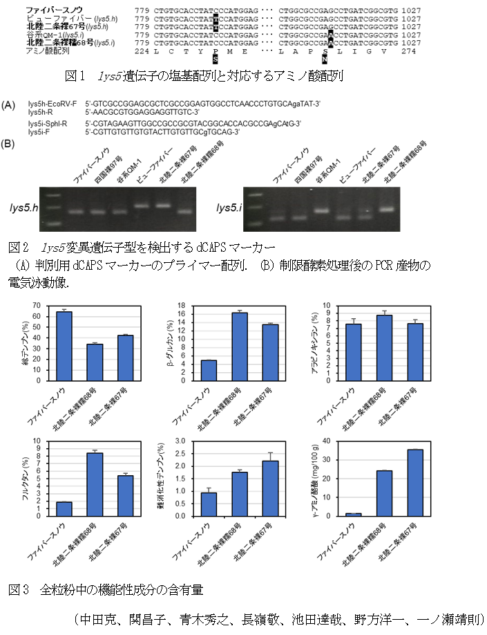 図1 lys5遺伝子の塩基配列と対応するアミノ酸配列,図2 lys5変異遺伝子型を検出するdCAPSマーカー(A)判別用dCAPSマーカーのプライマー配列.(B)制限酵素処理後のPCR産物の電気泳動像.,図3 全粒粉中の機能性成分の含有量