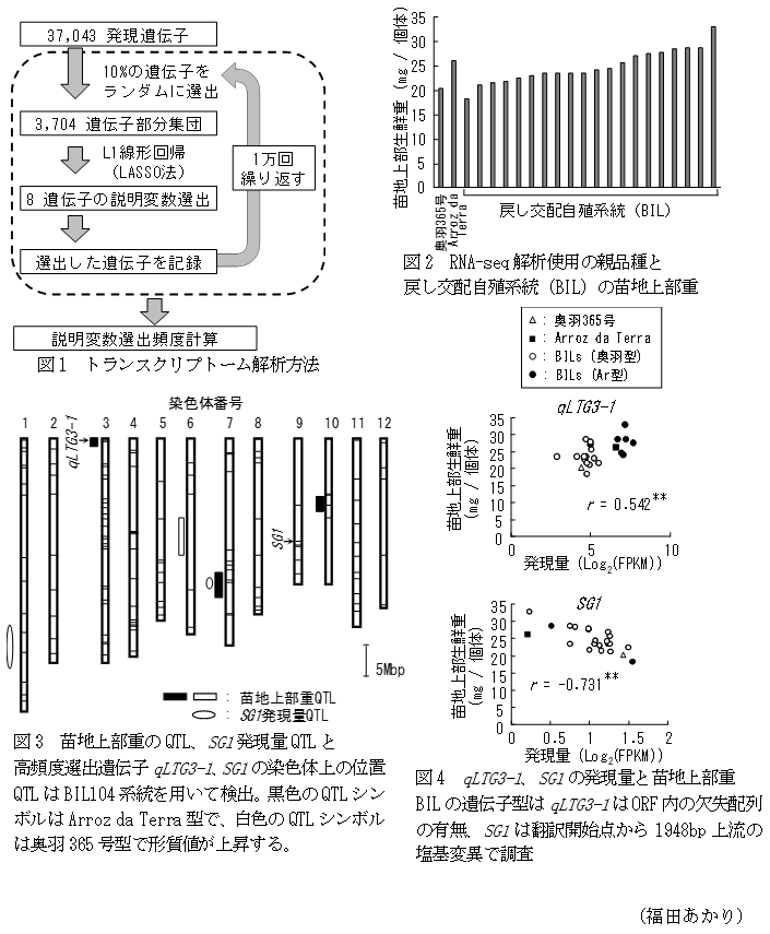 図1 トランスクリプトーム解析方法,図2 RNA-seq解析使用の親品種と戻し交配自殖系統(BIL)の苗地上部重,図3 苗地上部重のQTL、SG1発現量QTLと高頻度選出遺伝子qLTG3-1、SG1の染色体上の位置,図4 qLTG3-1、SG1の発現量と苗地上部重