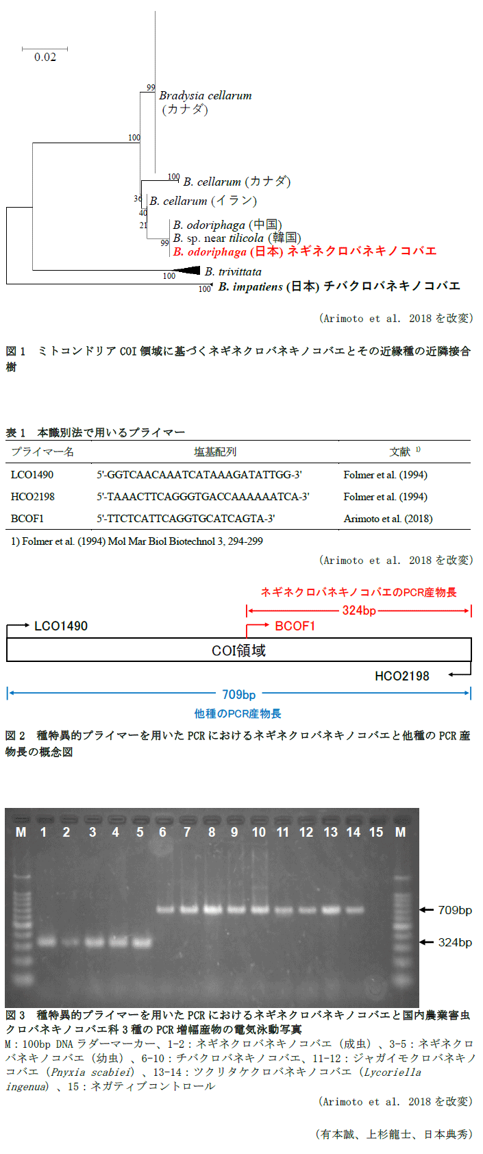 図1 ミトコンドリアCOI領域に基づくネギネクロバネキノコバエとその近縁種の近隣接合樹,表1 本識別法で用いるプライマー,図2 種特異的プライマーを用いたPCRにおけるネギネクロバネキノコバエと他種のPCR産物長の概念図,図3 種特異的プライマーを用いたPCRにおけるネギネクロバネキノコバエと国内農業害虫クロバネキノコバエ科3種のPCR増幅産物の電気泳動写真