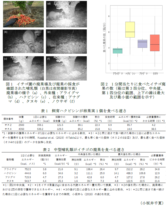 図1 イチゴ園の廃果場及び廃果の採食が確認された哺乳類(白黒は夜間撮影写真)廃果場の様子(a)、外来種:アライグマ(b)、ハクビシン(c)、在来種:アナグマ(d)、タヌキ(e)、ノウサギ(f),図2 1分間当たりに食べたイチゴ廃果の数(箱は第3四分位、中央値、第1四分位の範囲、上下の線は最大及び最小値の範囲を示す)表1 飼育ハクビシンが柿果実1個を食べる速さ,表2 中型哺乳類がイチゴの廃果を食べる速さ