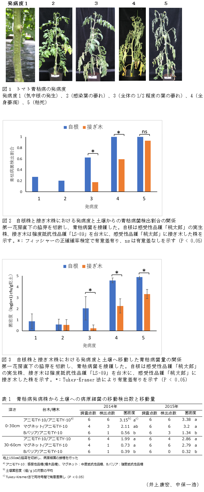 図1 トマト青枯病の発病度,図2 自根株と接ぎ木株における発病度と土壌からの青枯病菌検出割合の関係,図3 自根株と接ぎ木株における発病度と土壌へ移動した青枯病菌量の関係,表1 青枯病発病株から土壌への病原細菌の移動検出数と移動量