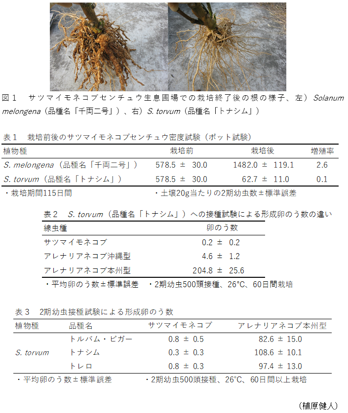図1 サツマイモネコブセンチュウ生息圃場での栽培終了後の根の様子、左)Solanum melongena(品種名「千両二号」)、右)S. torvum(品種名「トナシム」),表1 栽培前後のサツマイモネコブセンチュウ密度試験(ポット試験),表2 S.torvum(品種名「トナシム」)への接種試験による形成卵のう数の違い,表3 2期幼虫接種試験による形成卵のう数