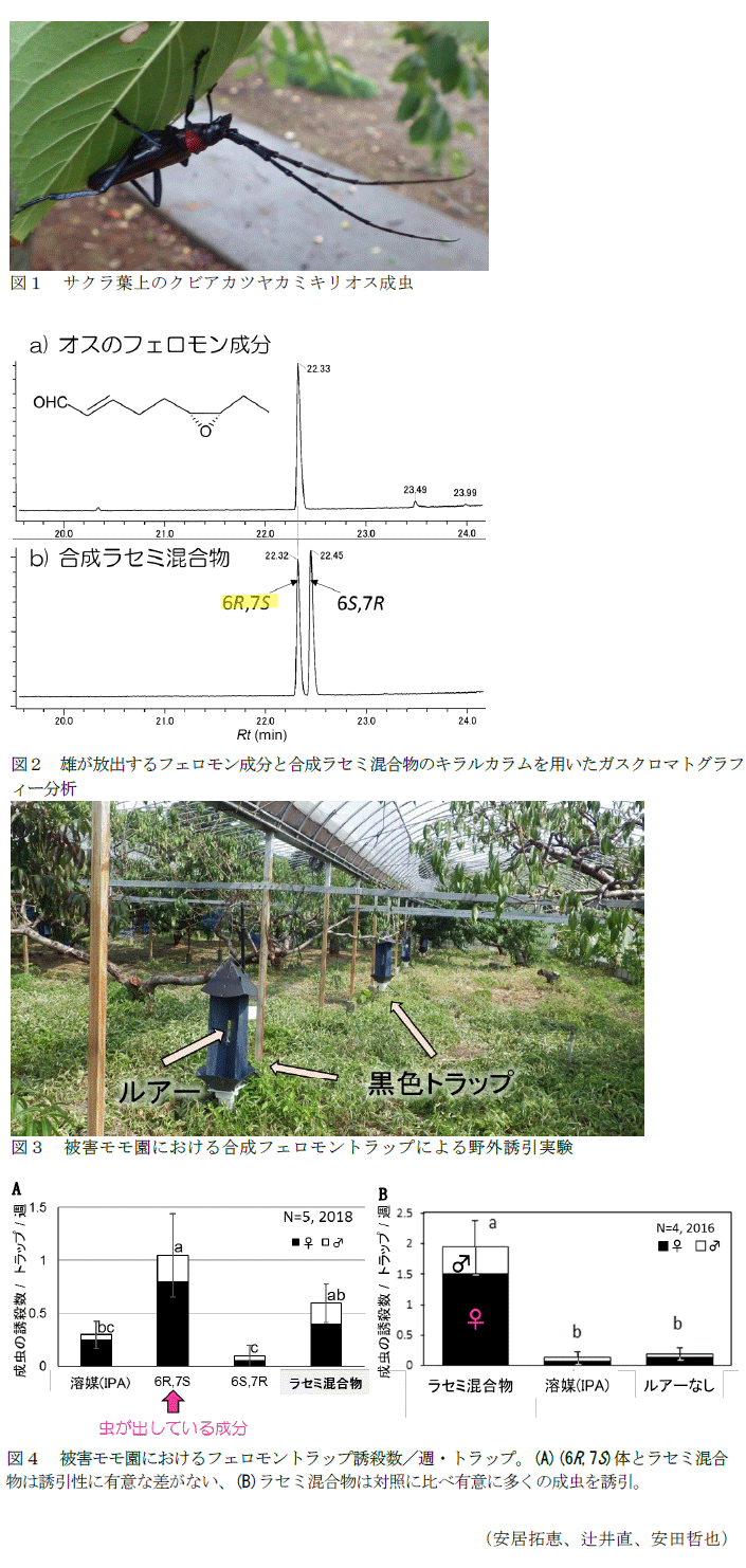 図1 サクラ葉上のクビアカツヤカミキリオス成虫,図2 雄が放出するフェロモン成分と合成ラセミ混合物のキラルカラムを用いたガスクロマトグラフィー分析,図3 被害モモ園における合成フェロモントラップによる野外誘引実験,図4 被害モモ園におけるフェロモントラップ誘殺数/週・トラップ。(A)(6R,7S)体とラセミ混合物
