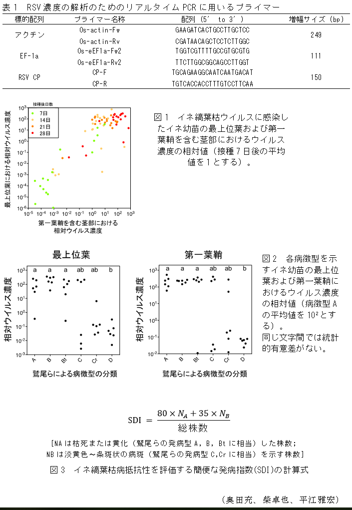 表1 RSV濃度の解析のためのリアルタイムPCRに用いるプライマー,図1 イネ縞葉枯ウイルスに感染したイネ幼苗の最上位葉および第一葉鞘を含む茎部におけるウイルス濃度の相対値(接種7日後の平均値を1とする),図2 各病徴型を示すイネ幼苗の最上位葉および第一葉鞘におけるウイルス濃度の相対値(病徴型Aの平均値を102とする),図3 イネ縞葉枯病抵抗性を評価する簡便な発病指数(SDI)の計算式