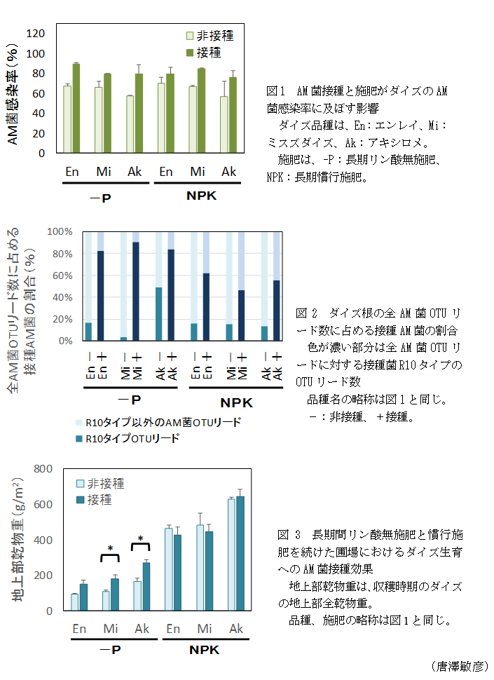 図1 AM菌接種と施肥がダイズのAM菌感染率に及ぼす影響,図2 ダイズ根の全AM菌OTUリード数に占める接種AM菌の割合 色が濃い部分は全AM菌OTUリードに対する接種菌R10タイプのOTUリード数,図3 長期間リン酸無施肥と慣行施肥を続けた圃場におけるダイズ生育へのAM菌接種効果