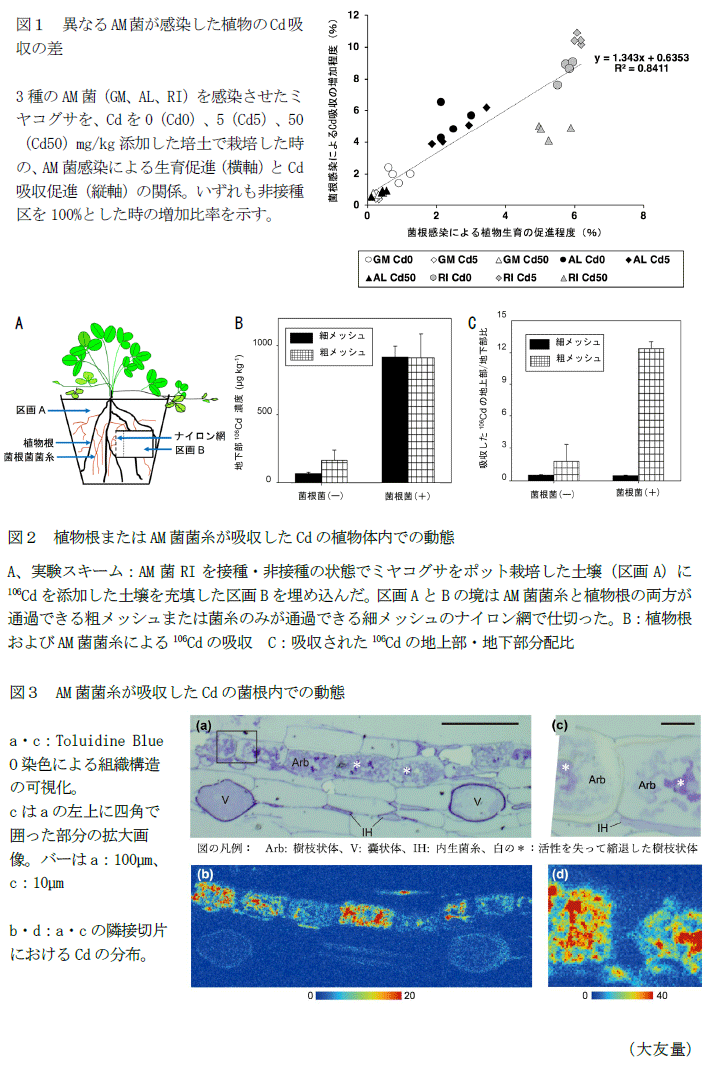 図1 異なるAM菌が感染した植物のCd吸収の差,図2 植物根またはAM菌菌糸が吸収したCdの植物体内での動態,図3 AM菌菌糸が吸収したCdの菌根内での動態