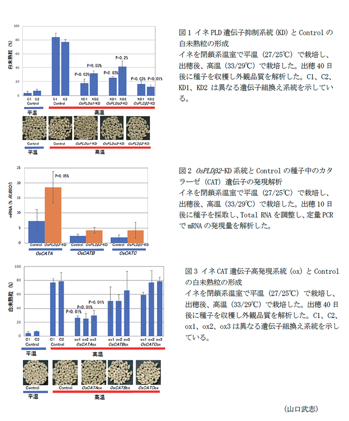 図1 イネPLD遺伝子抑制系統(KD)とControlの白未熟粒の形成,図2 OsPLD2-KD系統とControlの種子中のカタラーゼ(CAT)遺伝子の発現解析,図3 イネCAT遺伝子高発現系統(ox)とControlの白未熟粒の形成