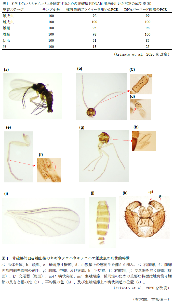 表1 ネギネクロバネキノコバエを同定するための非破壊的DNA抽出法を用いたPCRの成功率,図1 非破壊的DNA抽出後のネギネクロバネキノコバエ雄成虫の形態的特徴