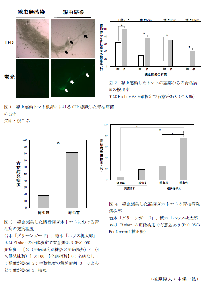 図1 線虫感染トマト根部におけるGFP標識した青枯病菌の分布,図2 線虫感染したトマトの茎部からの青枯病菌の検出率,図3 線虫感染した慣行接ぎ木トマトにおける青枯病の発病程度,図4 線虫感染した高接ぎ木トマトの青枯病発病株率