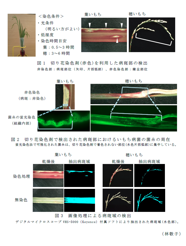 図1 切り花染色剤(赤色)を利用した病斑部の検出,図2 切り花染色剤で検出された病斑部におけるいもち病菌の菌糸の局在,図3 画像処理による病斑域の検出