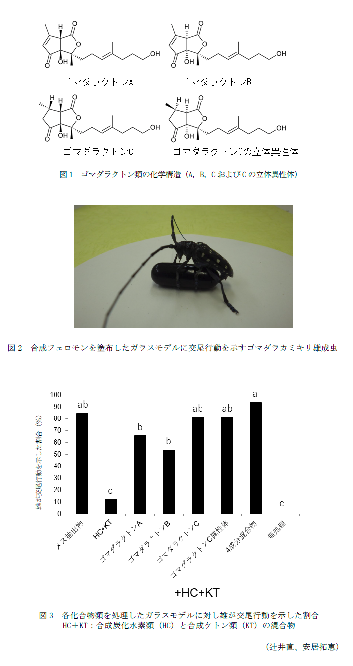 図1 ゴマダラクトン類の化学構造(A,B,CおよびCの立体異性体),図2 合成フェロモンを塗布したガラスモデルに交尾行動を示すゴマダラカミキリ雄成虫,図3 各化合物類を処理したガラスモデルに対し雄が交尾行動を示した割合HC+KT:合成炭化水素類(HC)と合成ケトン類(KT)の混合物