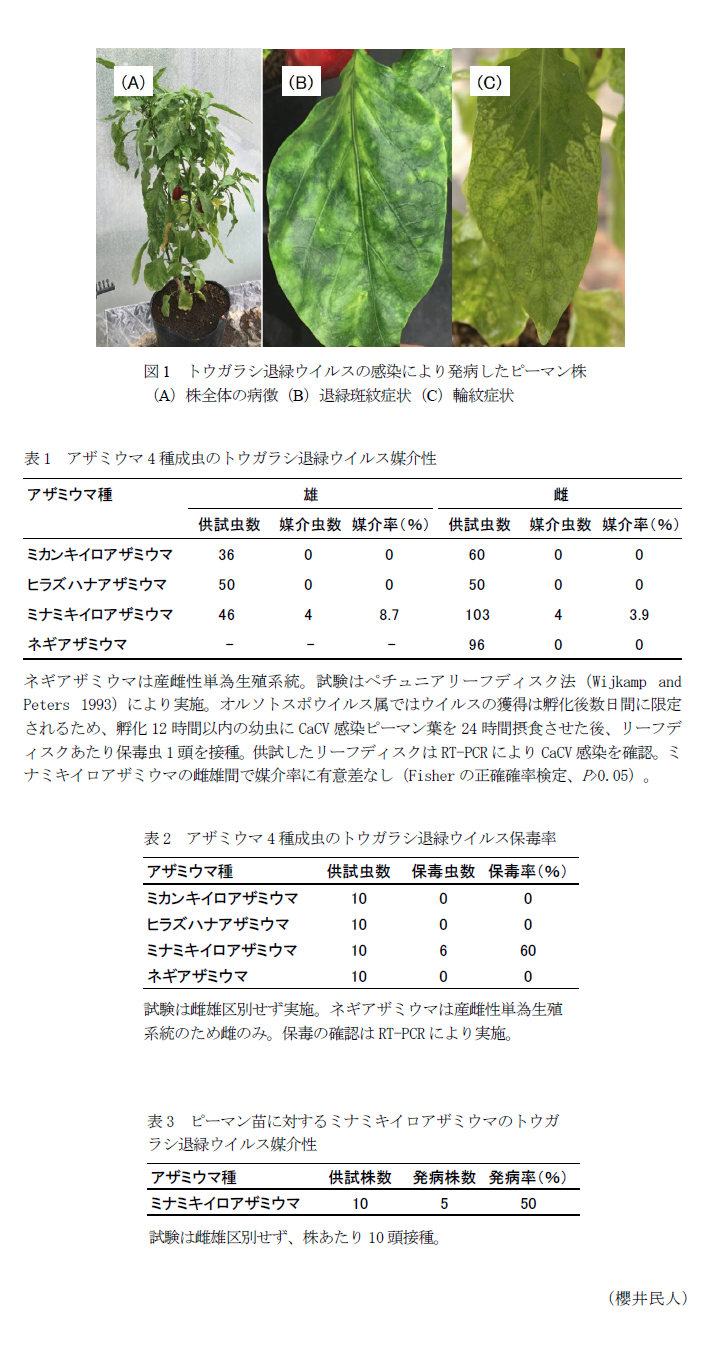 図1 トウガラシ退緑ウイルスの感染により発病したピーマン株,表1 アザミウマ4種成虫のトウガラシ退緑ウイルス媒介性,表2 アザミウマ4種成虫のトウガラシ退緑ウイルス保毒率,表3 ピーマン苗に対するミナミキイロアザミウマのトウガラシ退緑ウイルス媒介性