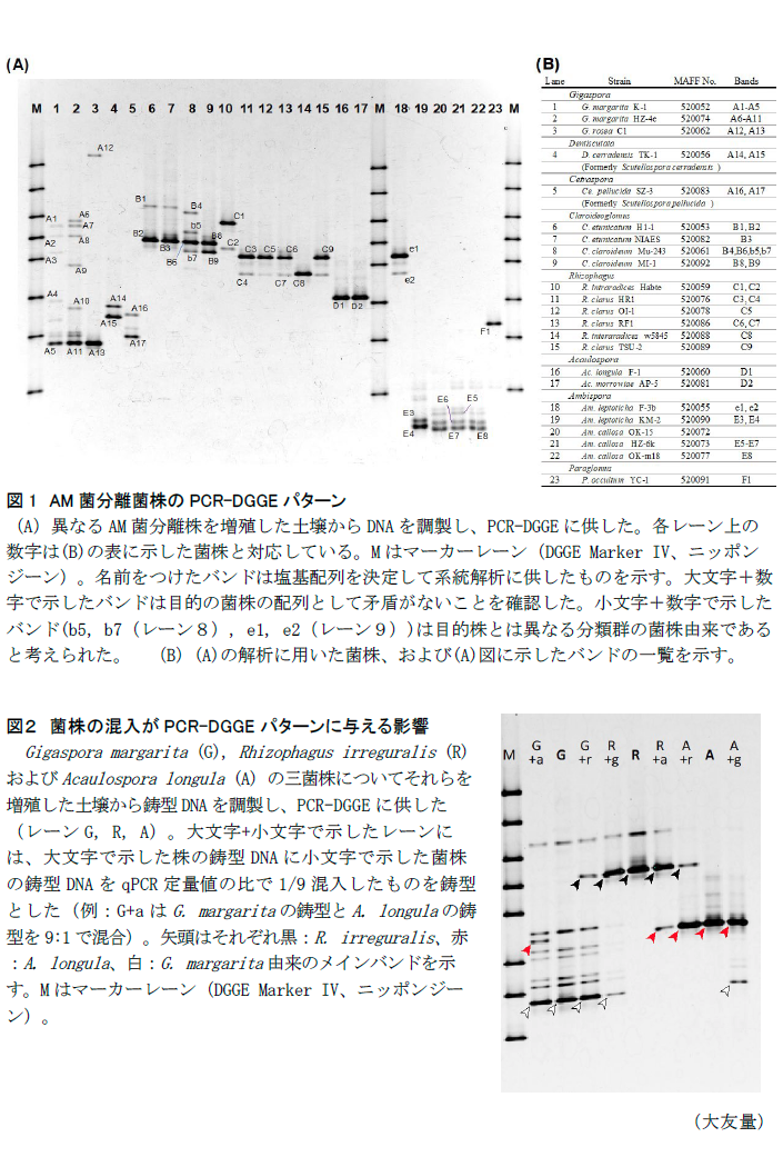 図1 AM菌分離菌株のPCR-DGGEパターン,図2 菌株の混入がPCR-DGGEパターンに与える影響