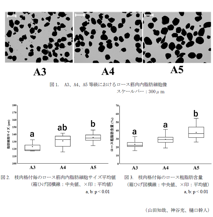 図1. A3、A4、A5等級におけるロース筋肉内脂肪細胞像,図2. 枝肉格付毎のロース筋肉内脂肪細胞サイズ平均値(箱ひげ図横線:中央値、×印:平均値),図3. 枝肉格付毎のロース粗脂肪含量(箱ひげ図横線:中央値、×印:平均値)