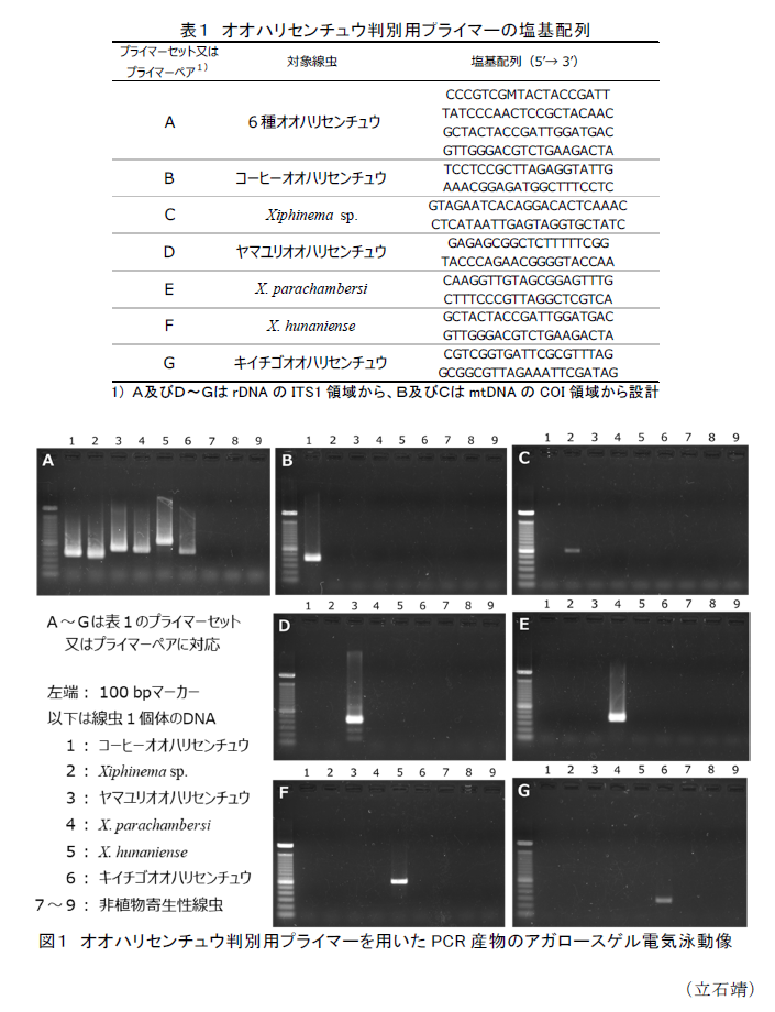 表1 オオハリセンチュウ判別用プライマーの塩基配列,図1 オオハリセンチュウ判別用プライマーを用いたPCR産物のアガロースゲル電気泳動像