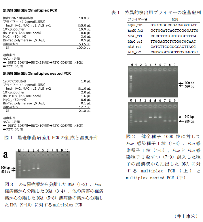 図1 黒斑細菌病菌用PCRの組成と温度条件,表1 特異的検出用プライマーの塩基配列,図2 健全種子1000粒に対してPsm 感染種子1粒(1-3)、Pca感染種子1粒(4-5)、PsmとPca感染種子1粒ずつ(7-9)混入した種子の浸漬液から抽出したDNAに対するmultiplex PCR(上)とmultiplex nested PCR(下),図3 Psm罹病葉から分離したDNA(1-2)、Pca罹病葉から分離したDNA(3-4)、他の病害の罹病葉から分離したDNA(5-8)無病徴の葉から分離したDNA(9-10)に対するmultiplex PCR