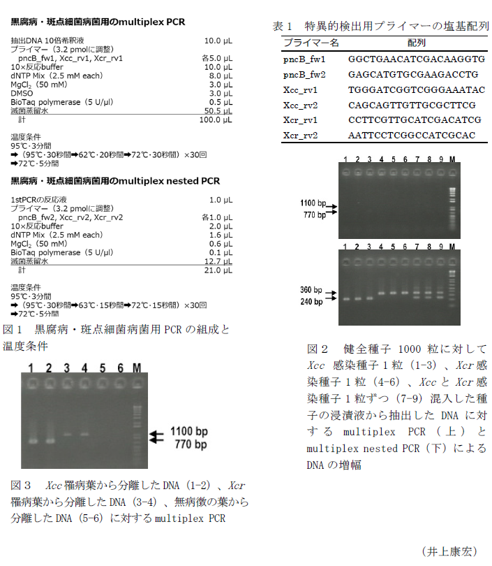 図1 黒腐病・斑点細菌病菌用PCRの組成と温度条件,表1 特異的検出用プライマーの塩基配列,図2 健全種子1000粒に対してXcc 感染種子1粒(1-3)、Xcr感染種子1粒(4-6)、XccとXcr感染種子1粒ずつ(7-9)混入した種子の浸漬液から抽出したDNAに対するmultiplex PCR(上)とmultiplex nested PCR(下)によるDNAの増幅,図3 Xcc罹病葉から分離したDNA(1-2)、Xcr罹病葉から分離したDNA(3-4)、無病徴の葉から分離したDNA(5-6)に対するmultiplex PCR