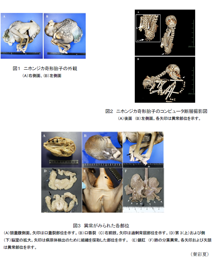 図1 ニホンジカ奇形胎子の外観,図2 ニホンジカ奇形胎子のコンピュータ断層撮影図,図3 異常がみられた各部位