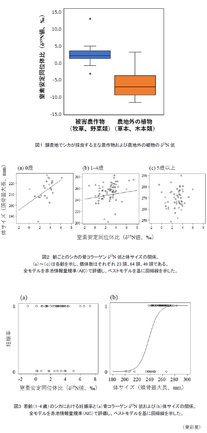 図1 調査地でシカが採食する主な農作物および農地外の植物のδ15N値,図2 齢ごとのシカの骨コラーゲンδ15N値と体サイズの関係。,図3 若齢(1-4歳)のシカにおける妊娠率と(a)骨コラーゲンδ15N値および(b)体サイズの関係。