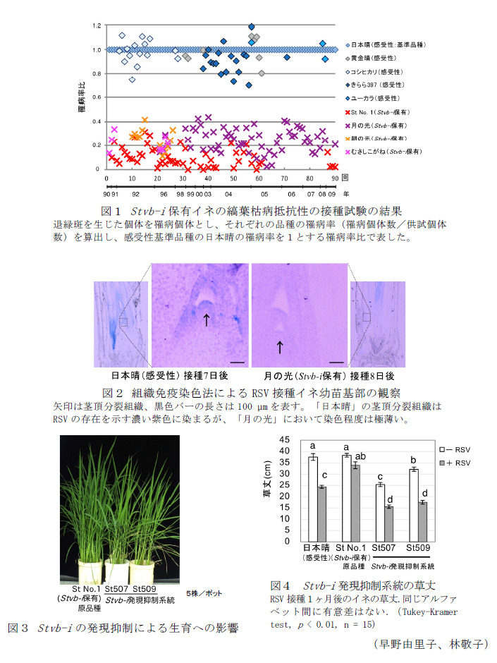 図1 Stvb-i保有イネの縞葉枯病抵抗性の接種試験の結果,図2 組織免疫染色法によるRSV接種イネ幼苗基部の観察,図3 Stvb-iの発現抑制による生育への影響,図4 Stvb-i発現抑制系統の草丈