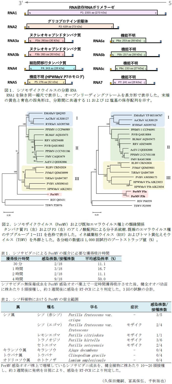 図1.シソモザイクウイルスの分節RNA,図2.シソモザイクウイルス(PerMV)および既知エマラウイルス種との類縁関係,表1.シソサビダニによるPerMVの媒介に必要な獲得吸汁時間,表2.シソ科植物におけるPerMVの宿主範囲