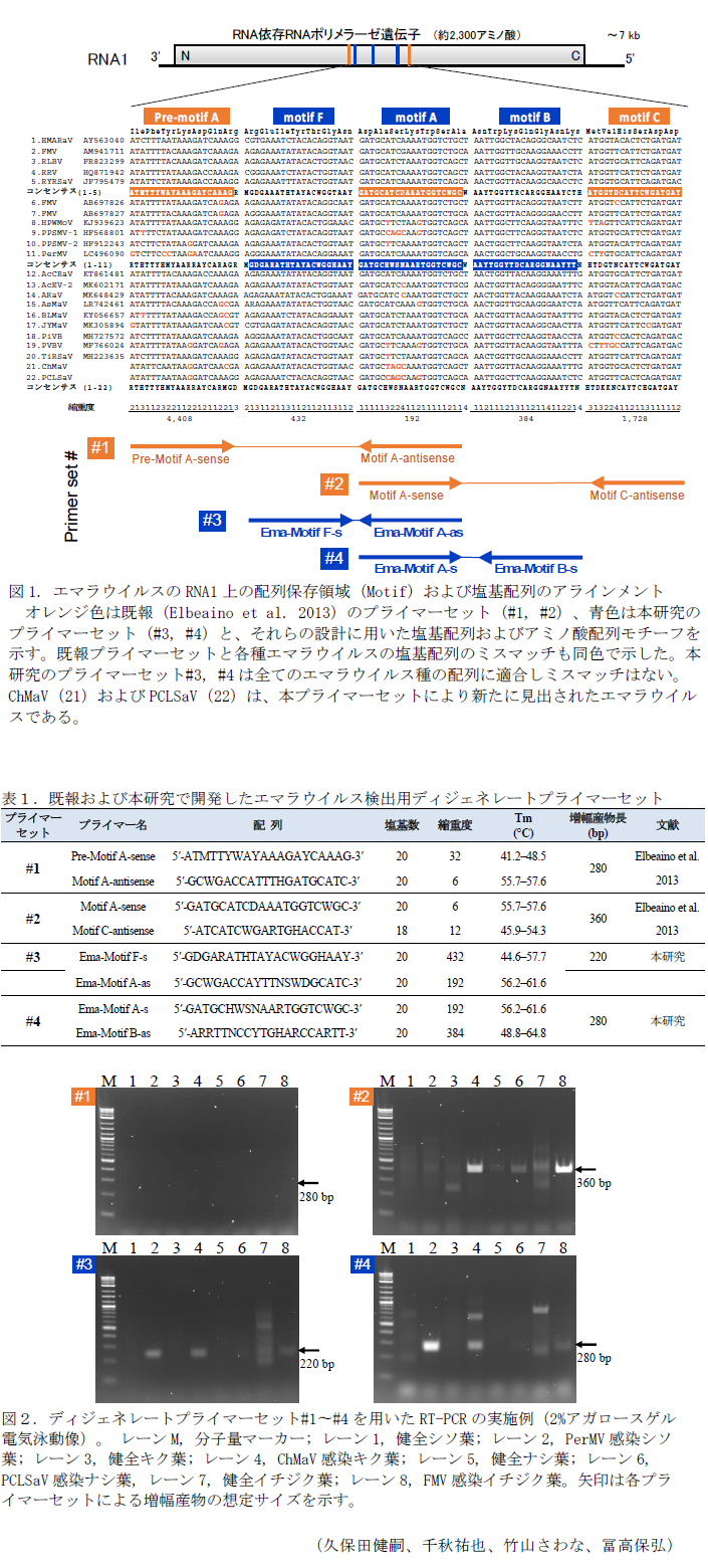 図1. エマラウイルスのRNA1上の配列保存領域(Motif)および塩基配列のアラインメント,表1.既報および本研究で開発したエマラウイルス検出用ディジェネレートプライマーセット,図2. ディジェネレートプライマーセット#1～#4を用いたRT-PCRの実施例(2%アガロースゲル電気泳動像)。