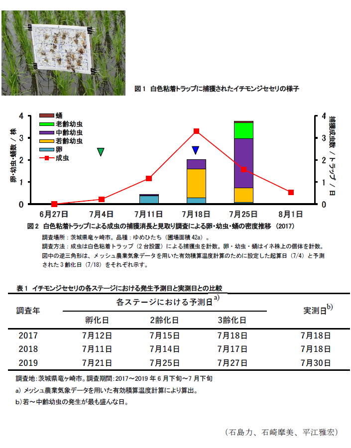 図1 白色粘着トラップに捕獲されたイチモンジセセリの様子,図2 白色粘着トラップによる成虫の捕獲消長と見取り調査による卵・幼虫・蛹の密度推移 (2017),表1 イチモンジセセリの各ステージにおける発生予測日と実測日との比較