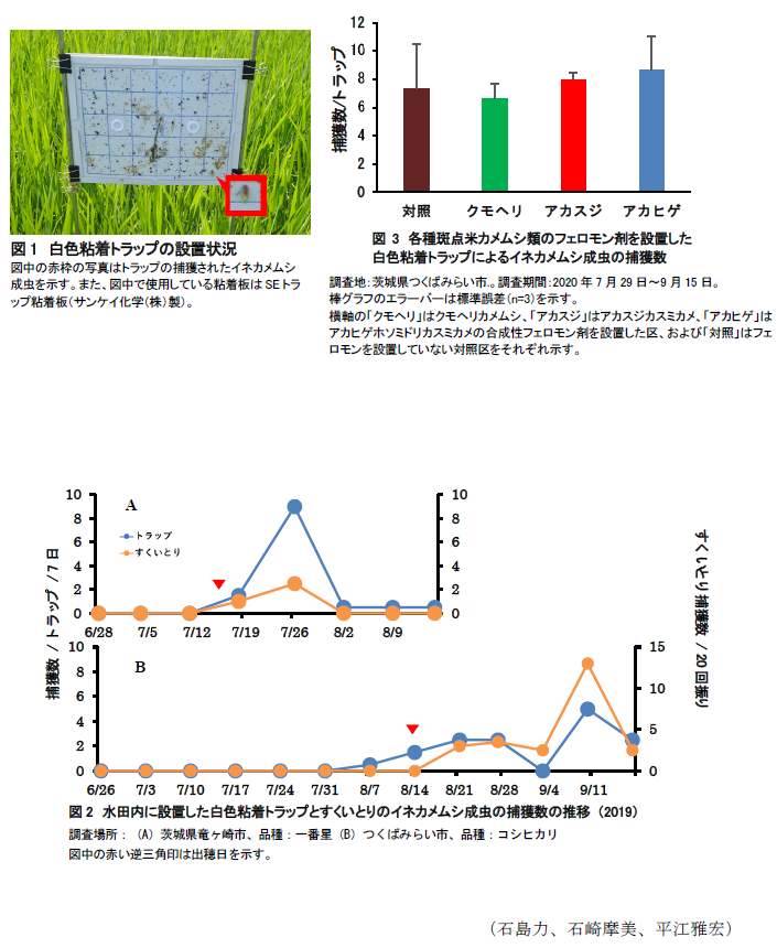 図1 白色粘着トラップの設置状況,図2 水田内に設置した白色粘着トラップとすくいとりのイネカメムシ成虫の捕獲数の推移 (2019),図3 各種斑点米カメムシ類のフェロモン剤を設置した白色粘着トラップによるイネカメムシ成虫の捕獲数