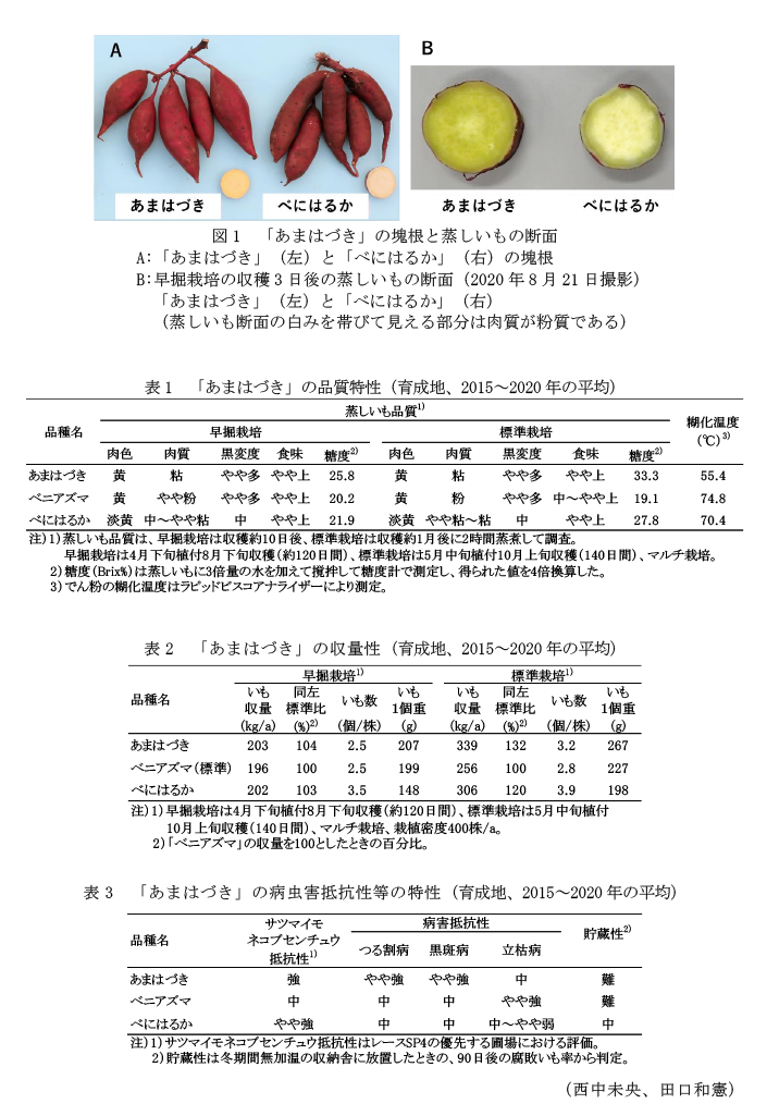 図1 「あまはづき」の塊根と蒸しいもの断面,表1 「あまはづき」の品質特性(育成地、2015～2020年の平均),表2 「あまはづき」の収量性(育成地、2015～2020年の平均),表3 「あまはづき」の病虫害抵抗性等の特性(育成地、2015～2020年の平均)