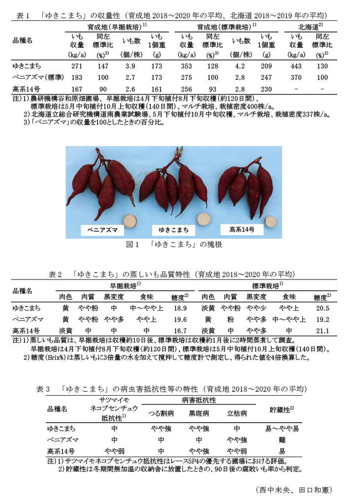 表1 「ゆきこまち」の収量性(育成地2018～2020年の平均、北海道2018～2019年の平均),図1 「ゆきこまち」の塊根,表2 「ゆきこまち」の蒸しいも品質特性(育成地2018～2020年の平均),表3 「ゆきこまち」の病虫害抵抗性等の特性(育成地2018～2020年の平均)