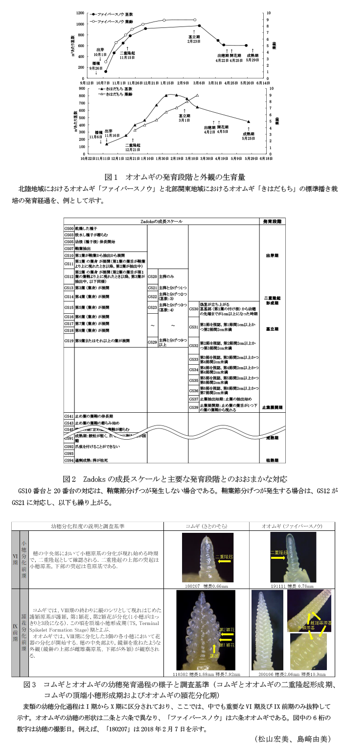 図1 オオムギの発育段階と外観の生育量,図2 Zadoksの成長スケールと主要な発育段階とのおおまかな対応,図3 コムギとオオムギの幼穂発育過程の様子と調査基準 (コムギとオオムギの二重隆起形成期、コムギの頂端小穂形成期およびオオムギの頴花分化期)