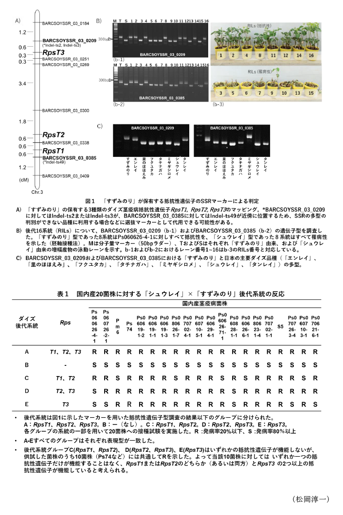 図1 「すずみのり」が保有する抵抗性遺伝子のSSRマーカーによる判定,表1 国内産20菌株に対する「シュウレイ」×「すずみのり」後代系統の反応