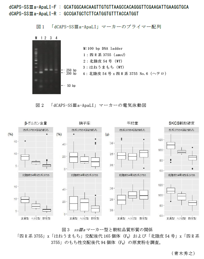 図1 「dCAPS-SSIIIa-ApaLI」マーカーのプライマー配列,図2 「dCAPS-SSIIIa-ApaLI」マーカーの電気泳動図,図3 ssIIIaマーカー型と穀粒品質形質の関係