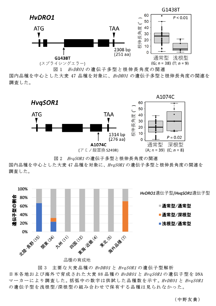 図1 HvDRO1の遺伝子多型と根伸長角度の関連,図2 HvqSOR1の遺伝子多型と根伸長角度の関連,図3 主要な大麦品種のHvDRO1とHvqSOR1の遺伝子型解析