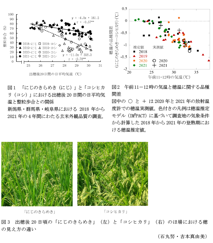図1 「にじのきらめき(にじ)」と「コシヒカリ(コシ)」における出穂後20日間の日平均気温と整粒歩合との関係,図2 午前11-12時の気温と穂温に関する品種間差,図3 出穂後20日頃の「にじのきらめき」(左)と「コシヒカリ」(右)のほ場における穂の見え方の違い