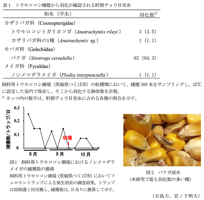 表1 トウモロコシ雌穂から羽化が確認される貯穀チョウ目害虫,図1 飼料用トウモロコシ圃場におけるノシメマダラメイガの捕獲数の推移,図2 バクガ成虫