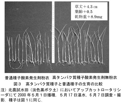 図3.高タンパク質種子と普通種子の生育の比較