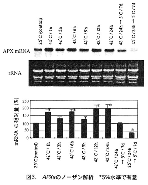 図3.APXaのノーザン解析