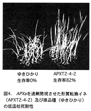 図4.APXaを過剰発現させた形質転換イネ(APXT2-4-2)及び原品種(ゆきひかり)の低温枯死耐性