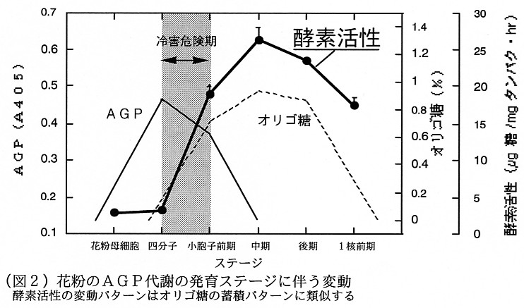 図2.花粉のAGP代謝の発育ステージに伴う変動