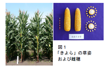 図1 「きよら」の草姿 および雌穂