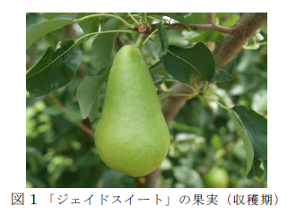 図1「札幌1号」の果実(収穫期)